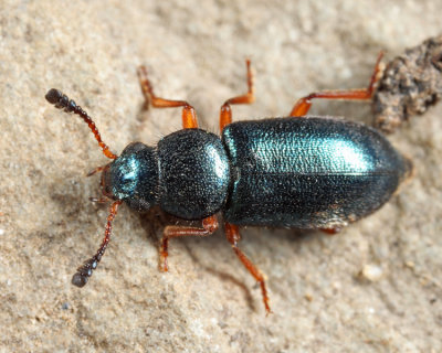Red-legged Ham Beetle - Necrobia rufipes