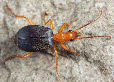 Brachinus rugipennis 