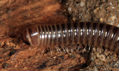 Parajulidae