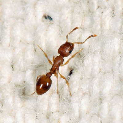 Acorn Ant - Temnothorax curvispinosus