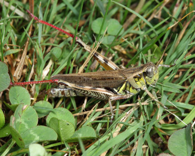 Red-legged Grasshopper - Melanoplus femurrubrum