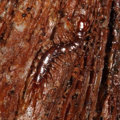 Stone Centipede - Lithobiomorpha