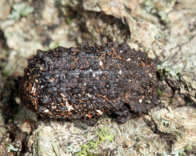 Forked Fungus Beetle - Bolitotherus cornutus