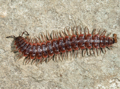 Pseudopolydesmus serratus