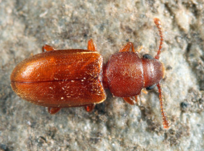 Foreign Grain Beetle - Ahasverus advena