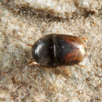 Featherwinged Beetle - Ptiliidae - Acrotrichis sp.