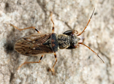 Pseudopachybrachius basalis