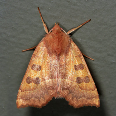 9952 - Scalloped Sallow - Eucirroedia pampina