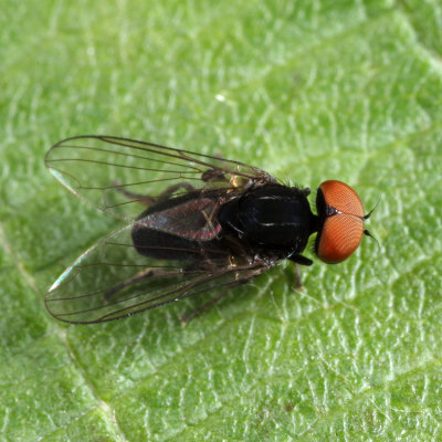  Platypeza anthrax (male)