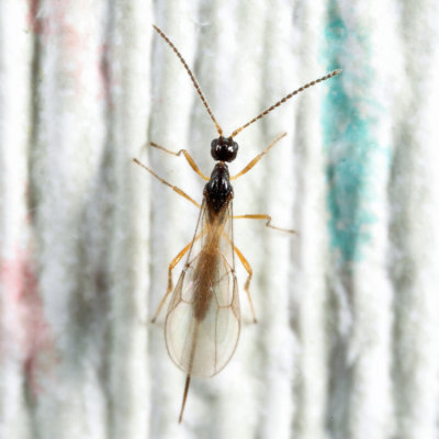 Braconid Wasps - subfamily Blacinae
