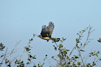 Say's Phoebe - Sayornis saya