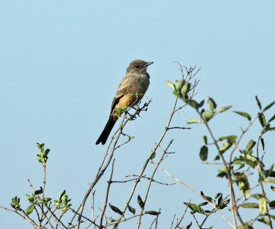 Say's Phoebe - Sayornis saya