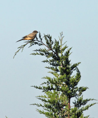 Say's Phoebe - Sayornis saya