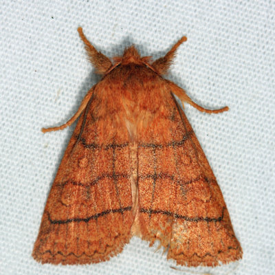 9929 - Mustard Sallow - Pyreferra hesperidago