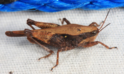 Black-sided Pygmy Grasshopper - Tettigidea lateralis