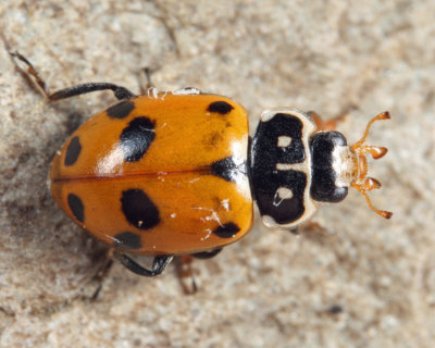 Variegated Lady Beetle - Hippodamia variegata