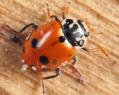 Variegated Lady Beetle - Hippodamia variegata