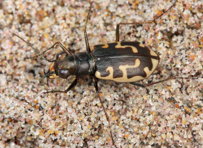 Cicindela hirticollis