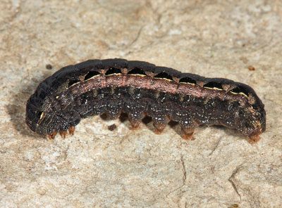 9669 - Yellow-striped Armyworm - Spodoptera ornithogalli