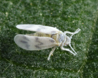 Whiteflies - Aleyrodidae