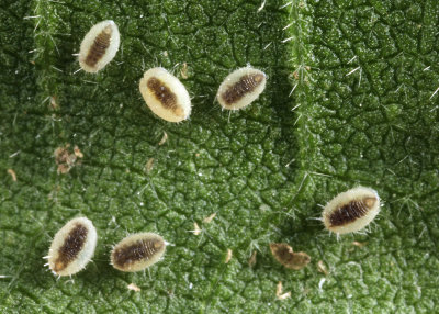 Bandedwinged Whitefly - Trialeurodes abutiloneus