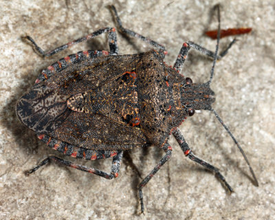 Four-humped Stink Bug - Brochymena quadripustulata