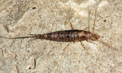 Pedetontus saltator