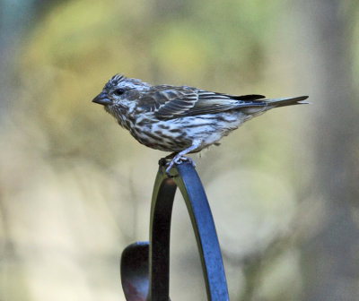 Purple Finch - Carpodacus purpureus (female)