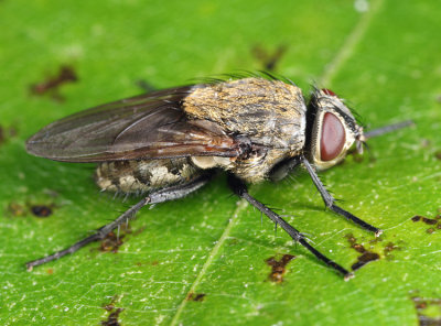 Pollenia labialis