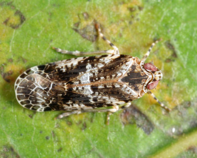 Catonia cinctifrons