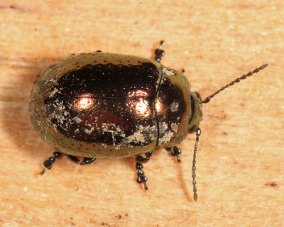 Klamath Weed Beetle - Chrysolina quadrigemina