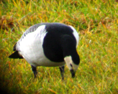 Barnacle Goose - Branta leucopsis