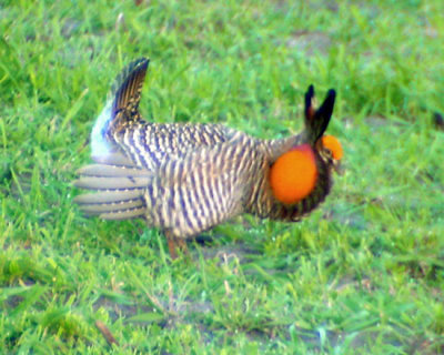 Greater Prairie-Chicken - Tympanuchus cupido