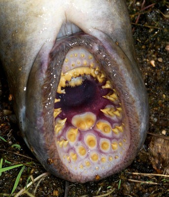 look what's in the river with us (Sea Lamprey - Petromyzon marinus)