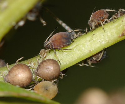 Aphis sp.