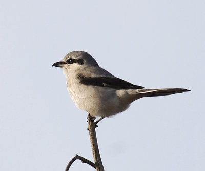 Northern Shrike - Lanius borealis