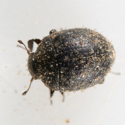 Chaetophora spinosa