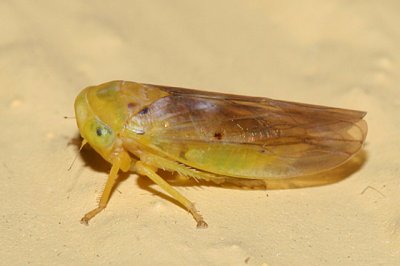 Leafhoppers genus Tremulicerus