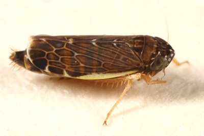 Leafhoppers genus Planicephalus