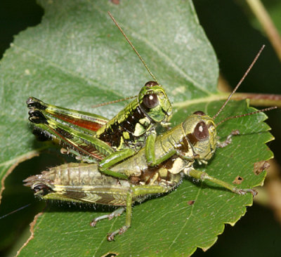 mating Wingless Mountain Grasshoppers - Booneacris glacialis