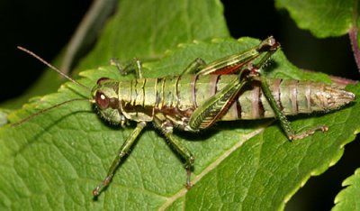 Wingless Mountain Grasshopper - Booneacris glacialis