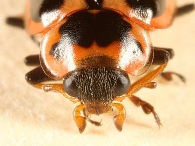 Naemia seriata