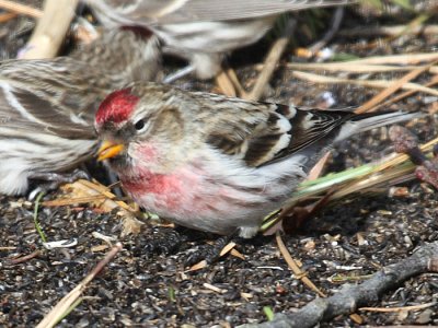 Common Redpoll - Carduelis flammea