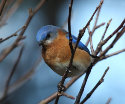 Eastern Bluebird - Sialia sialis