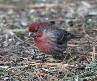 House Finch