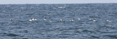 Razorbills - Alca torda