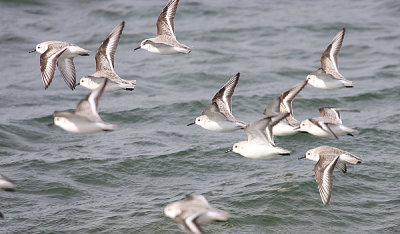 Sanderlings - Calidris alba