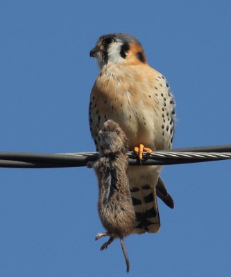 American Kestrel - Falco sparverius