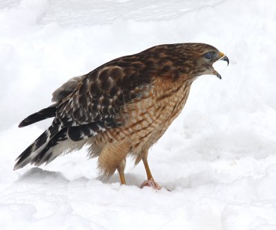 Red-Shouldered Hawk - Buteo lineatus