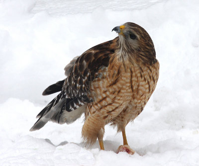 Red-Shouldered Hawk - Buteo lineatus